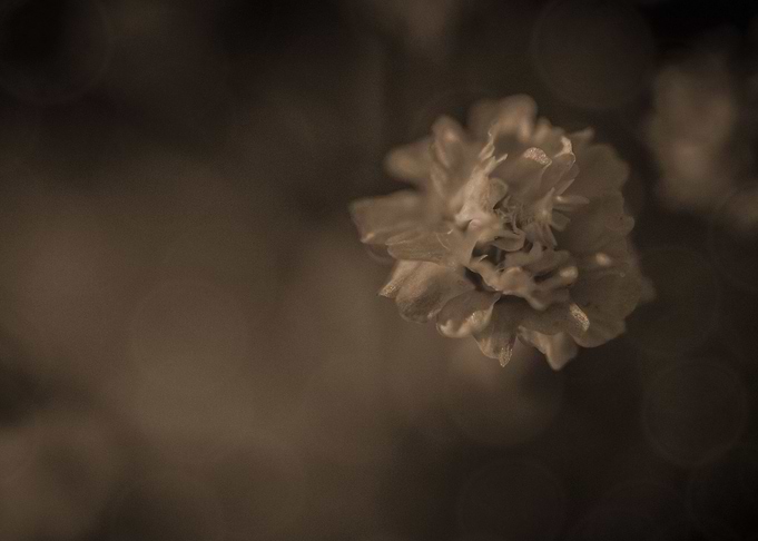 White flower
