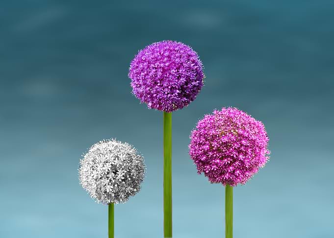 Round Flowers