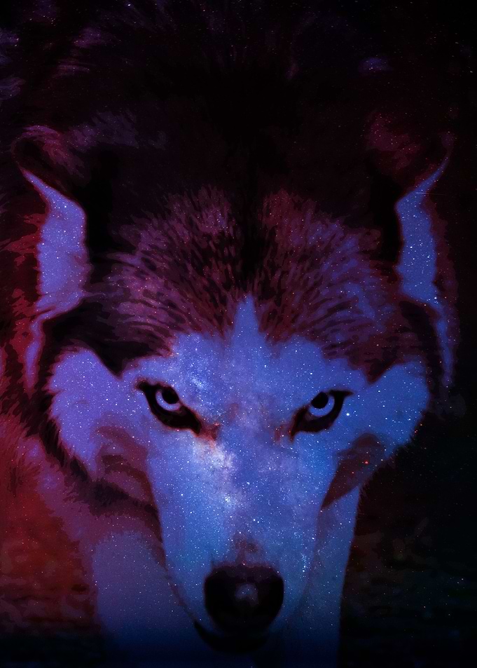 White Grey Wolf