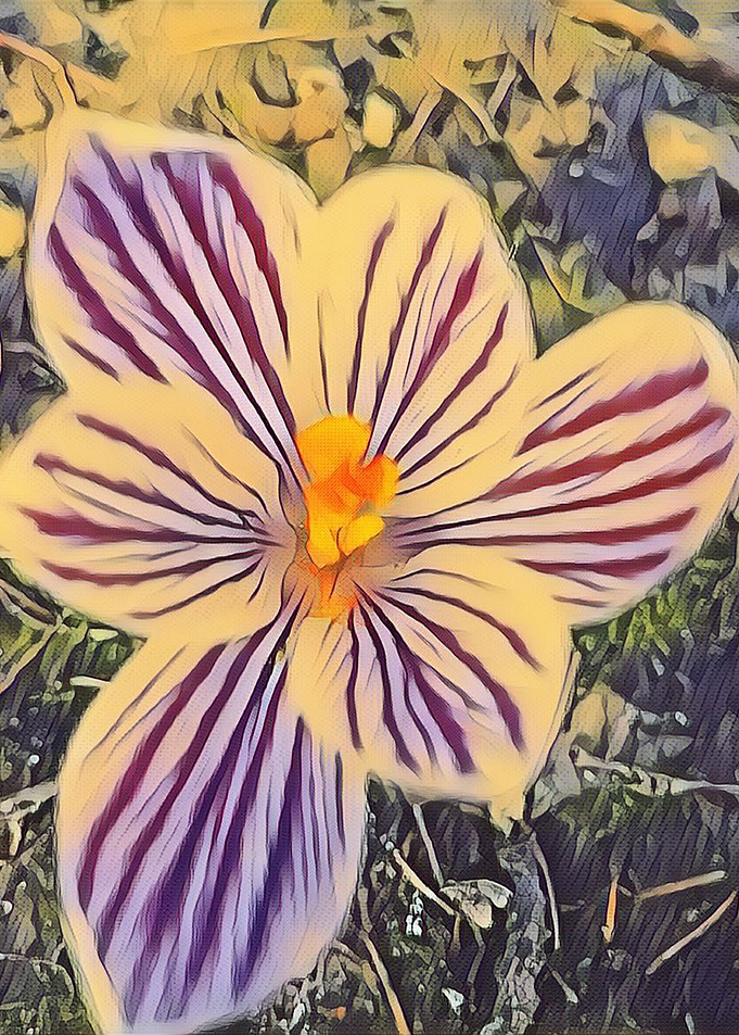 crocus