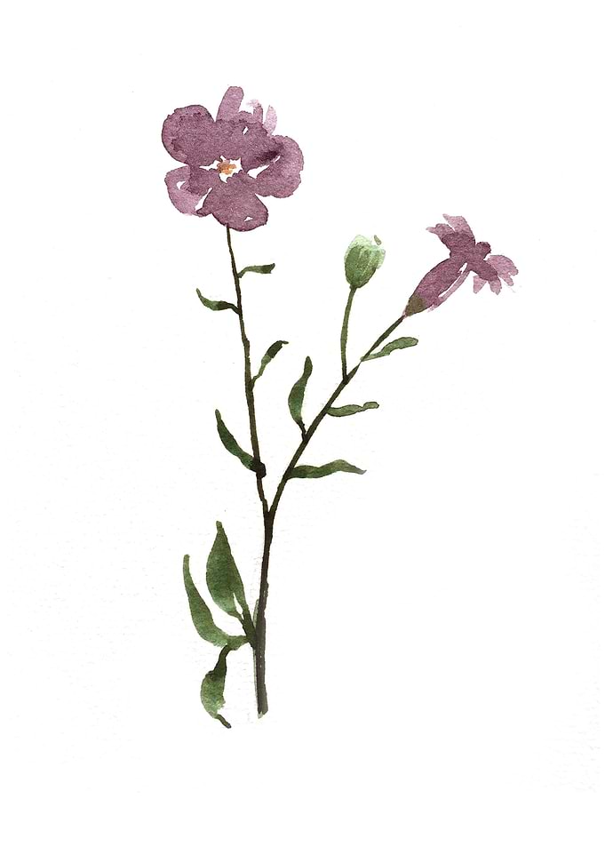 Botanical