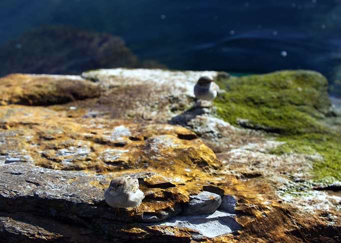 Sunbathing birds