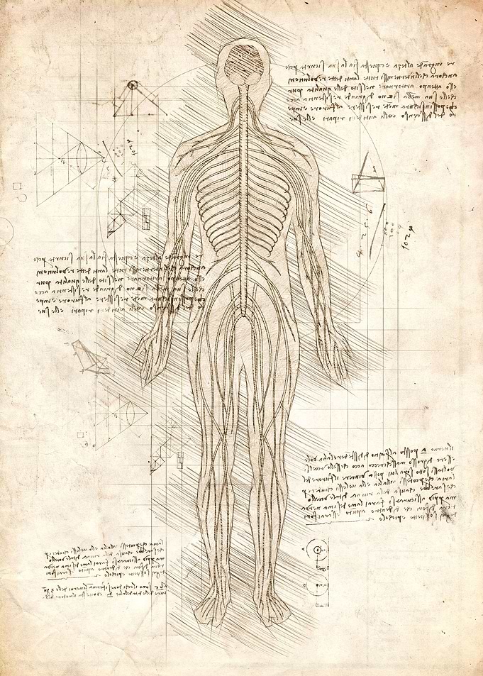 Human Nervous System