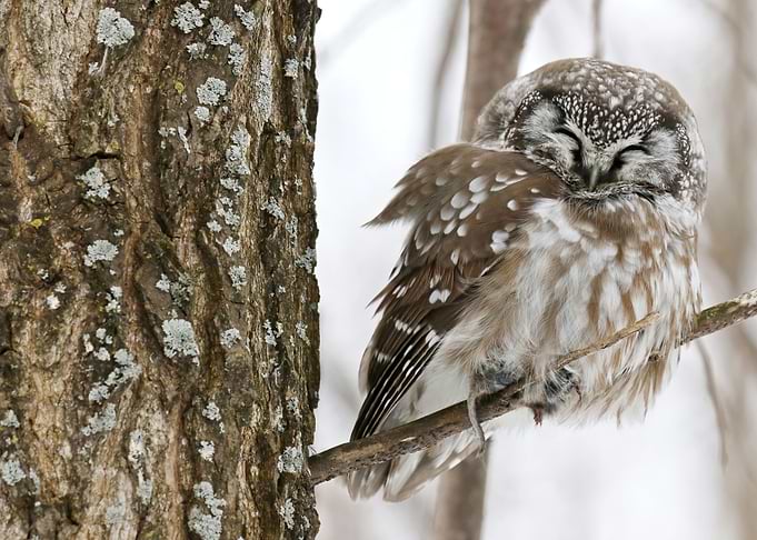Boreal owl and prey