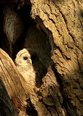 baby owl at dusk
