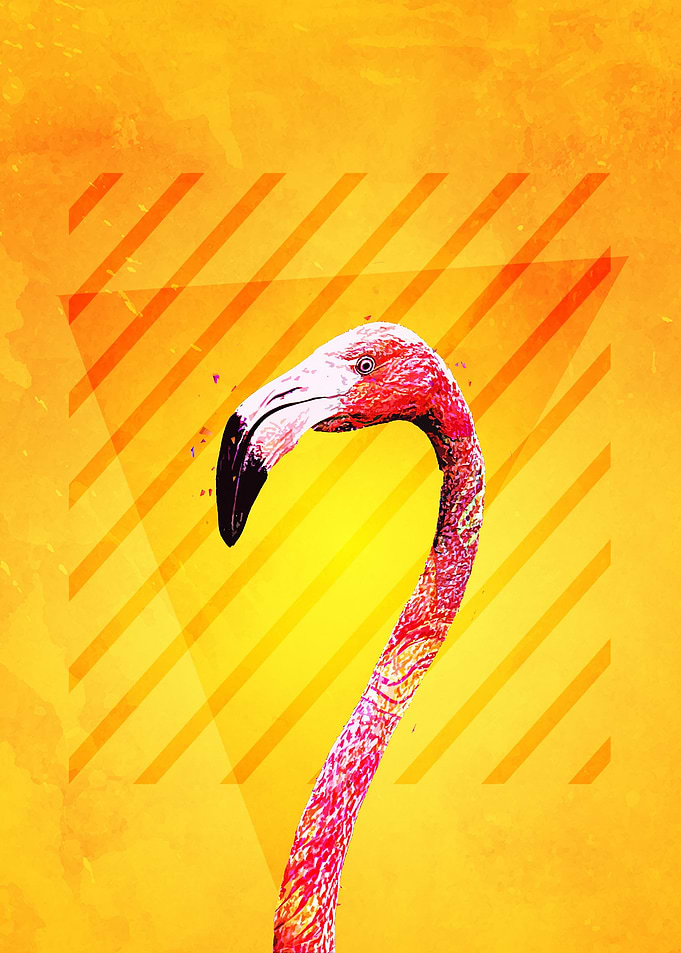 Flamingo Bird