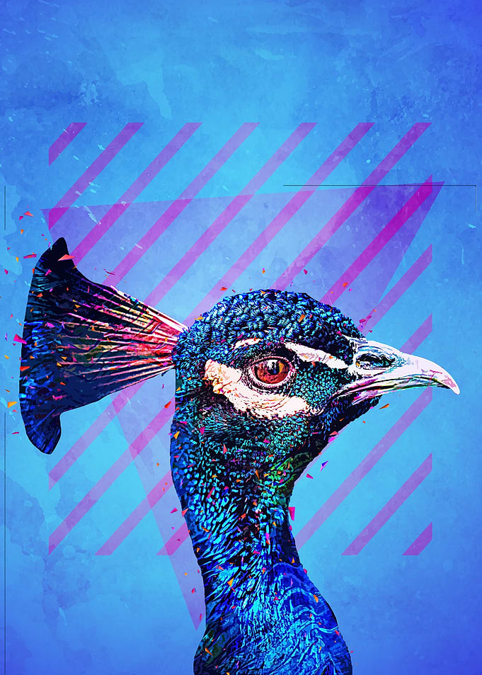 Peacock Bird