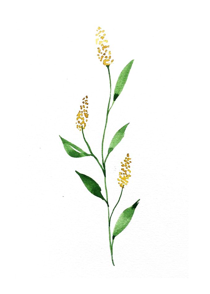 Fruit