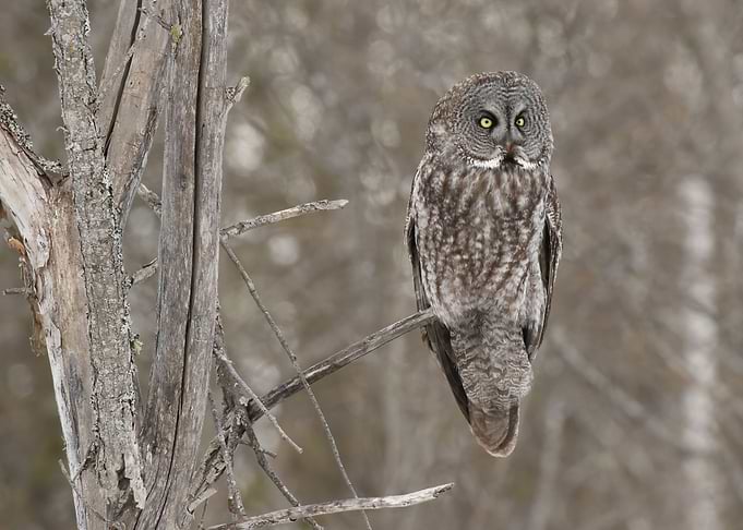 Owl in the night