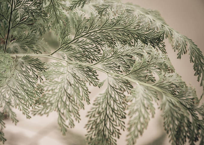 decorative foliage