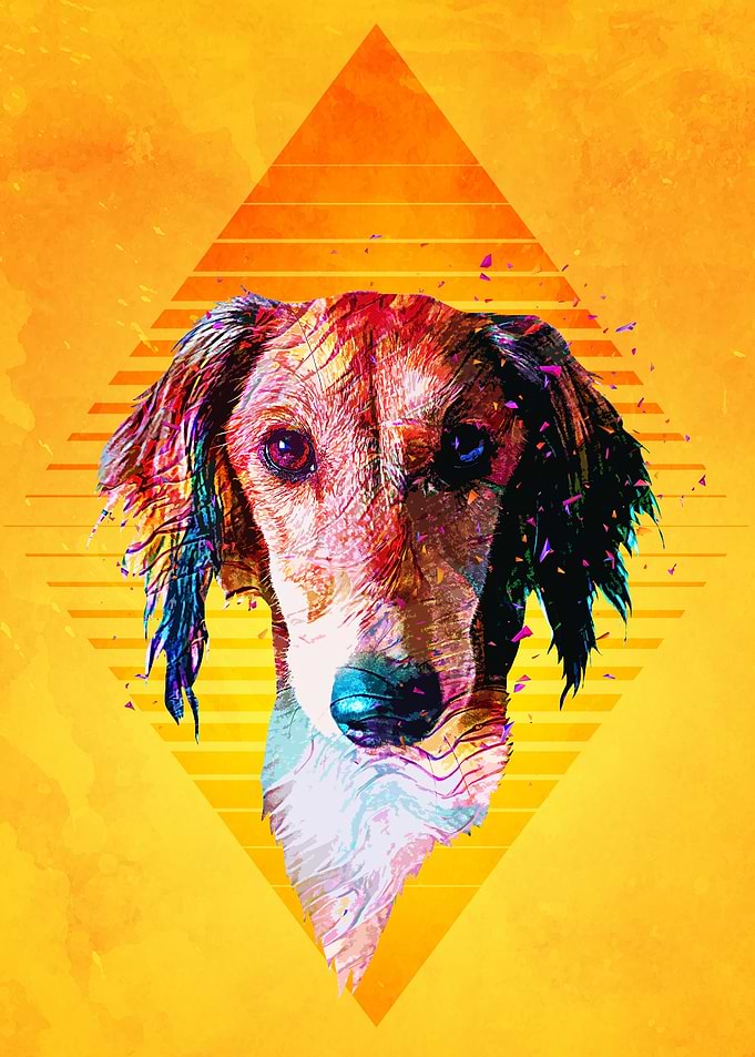 Saluki Dog