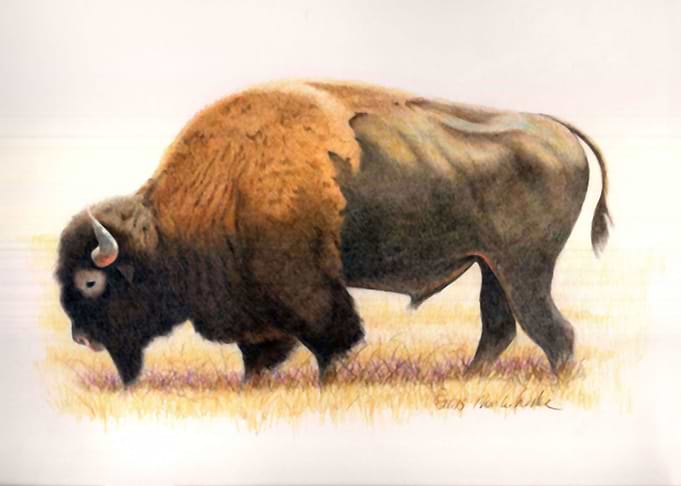 Big Buffalo Bull