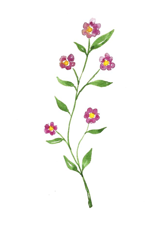 Botanical