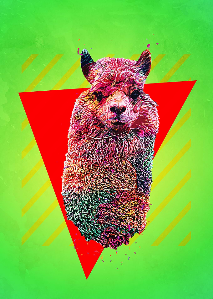 Alpaca