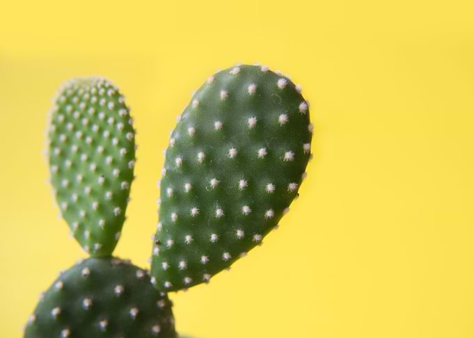 Candy Minimal Cactus