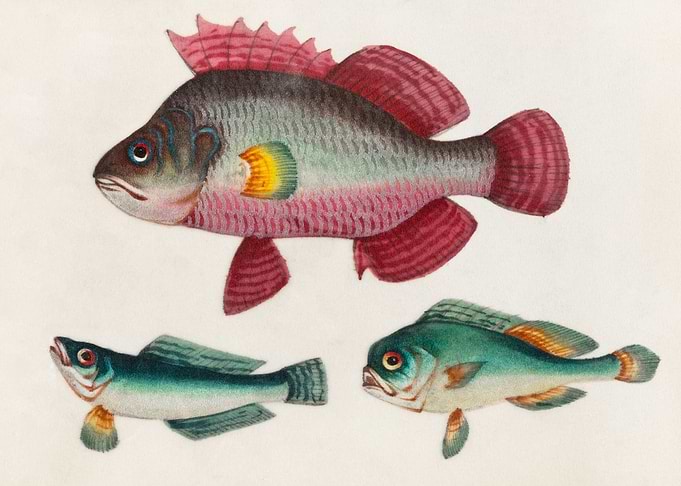 Fish