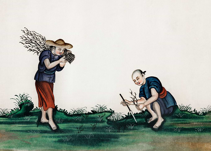 men picking tea bushes