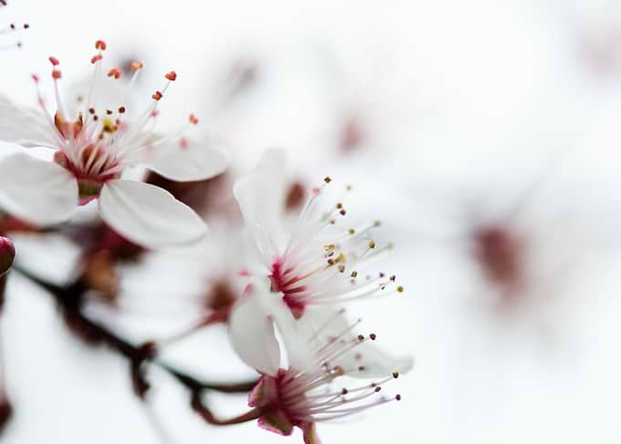 Spring Cherry Blossom