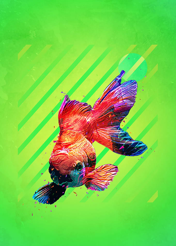 Gold Fish