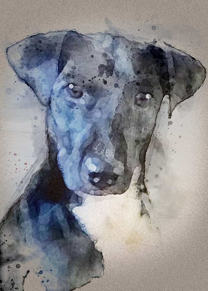 Pet portrait