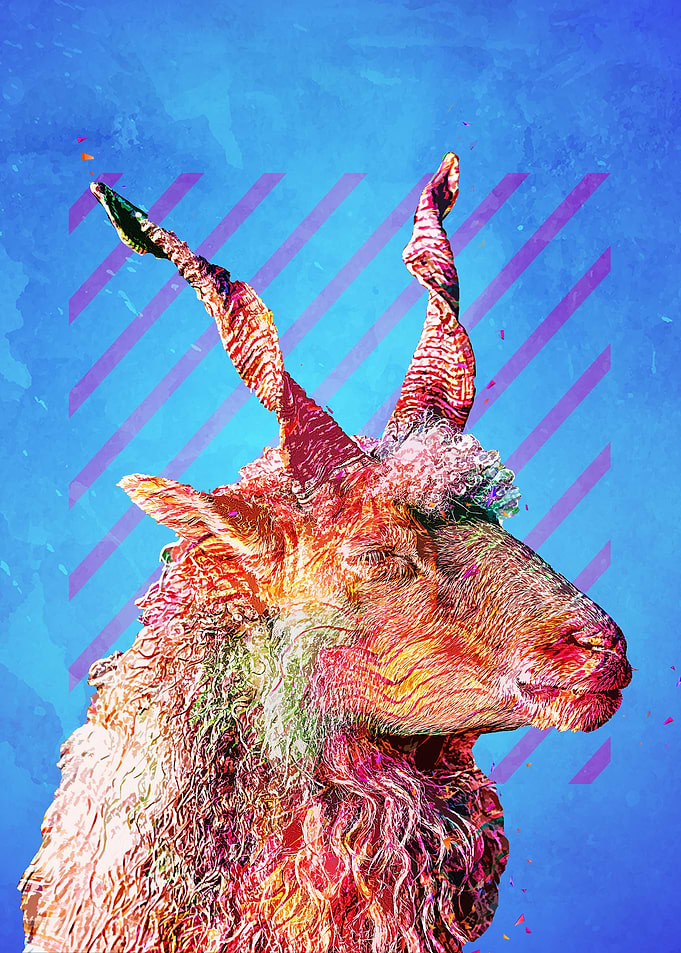 Sheep