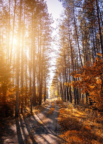 Forest Landscape