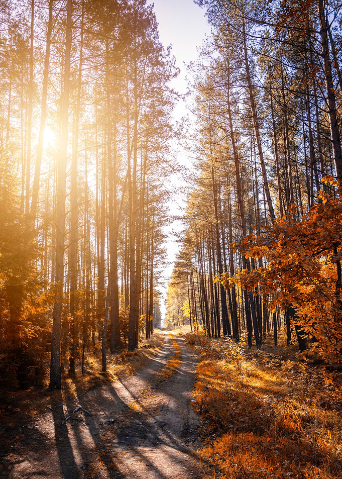 Forest Landscape