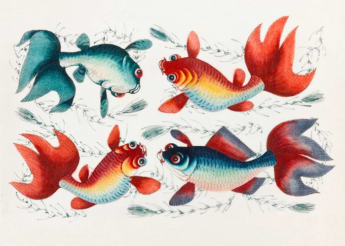 gold and silver fish