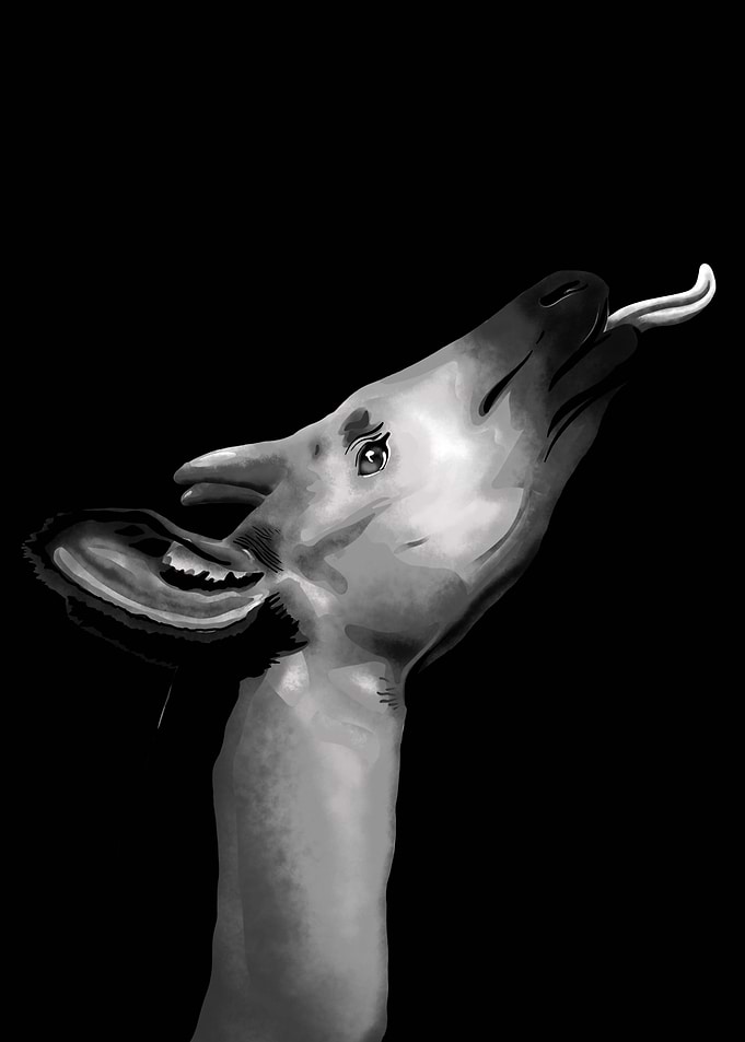 Okapi
