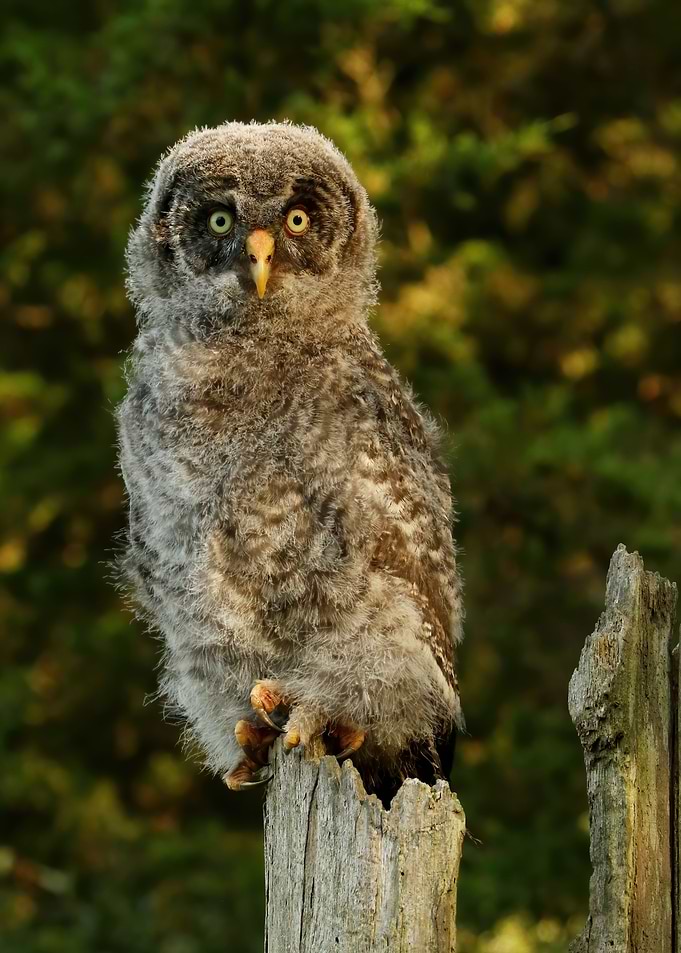 Great gray owlet