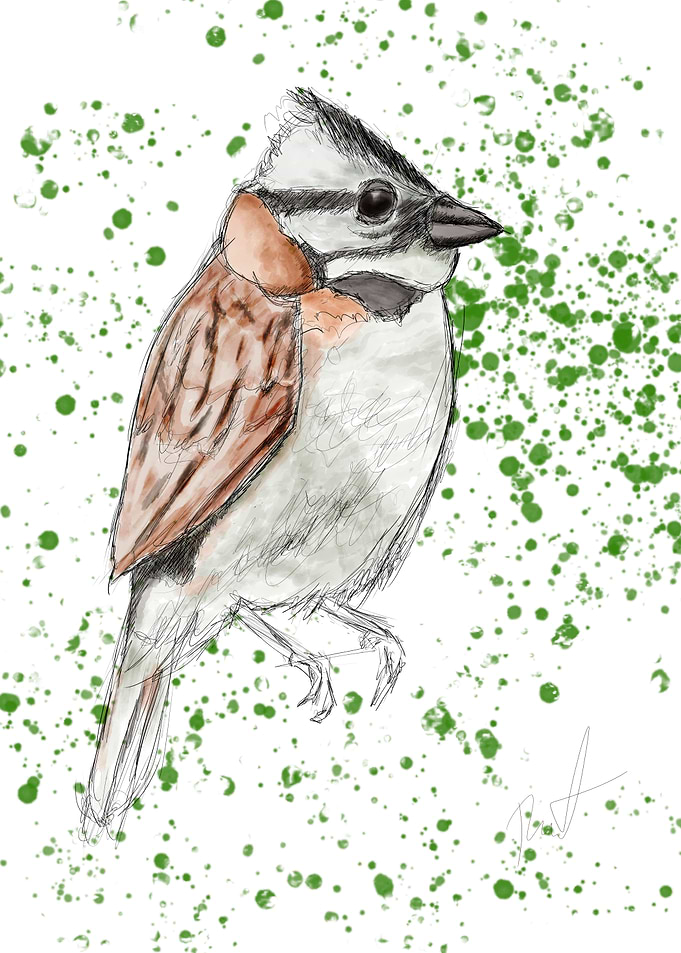 Bird Sketch