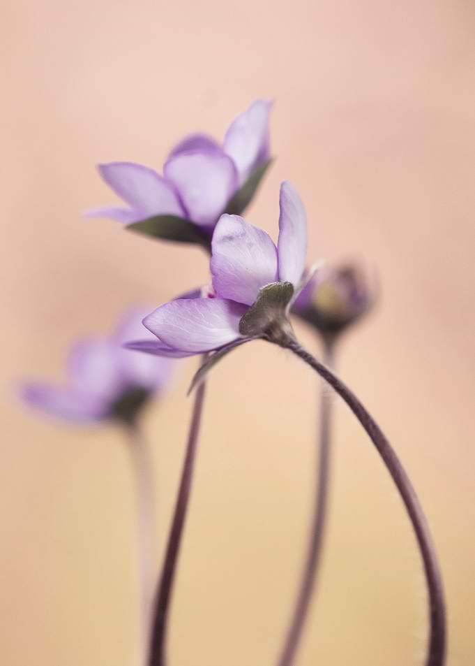 Purple flowers