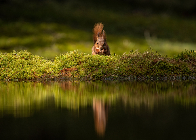 Reflection