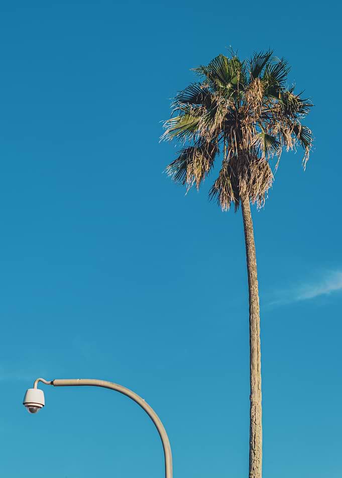 The Palm Is Watching You