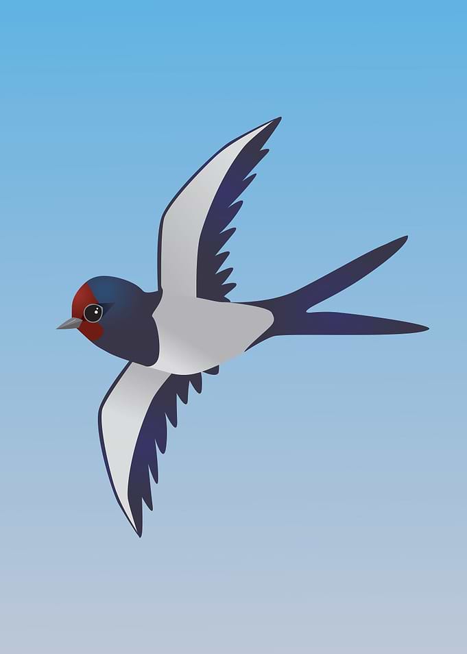 Cute barn swallow