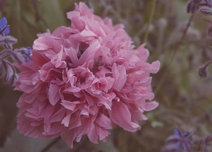 Lilac Peony