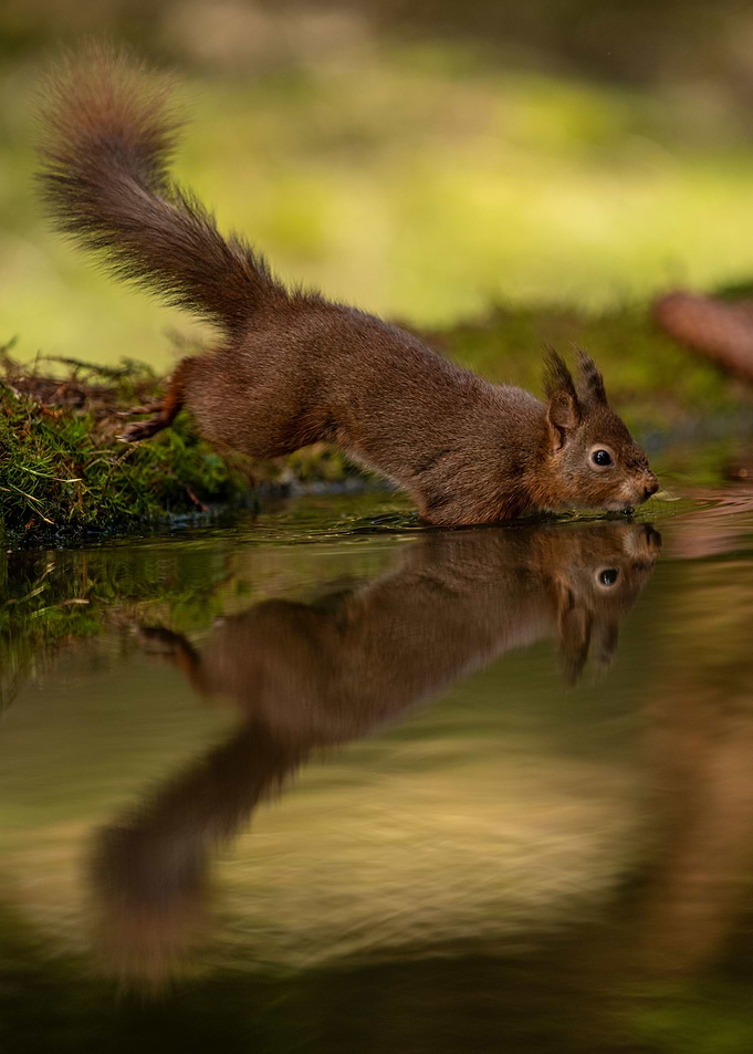 red reflection