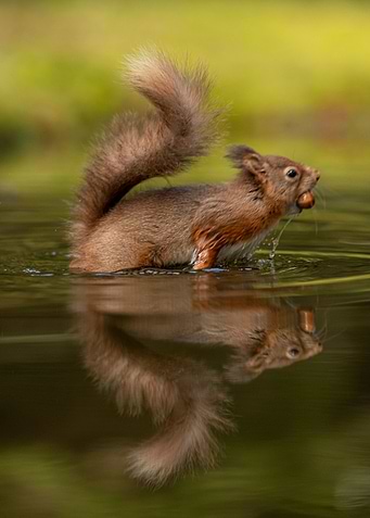 reflected nature