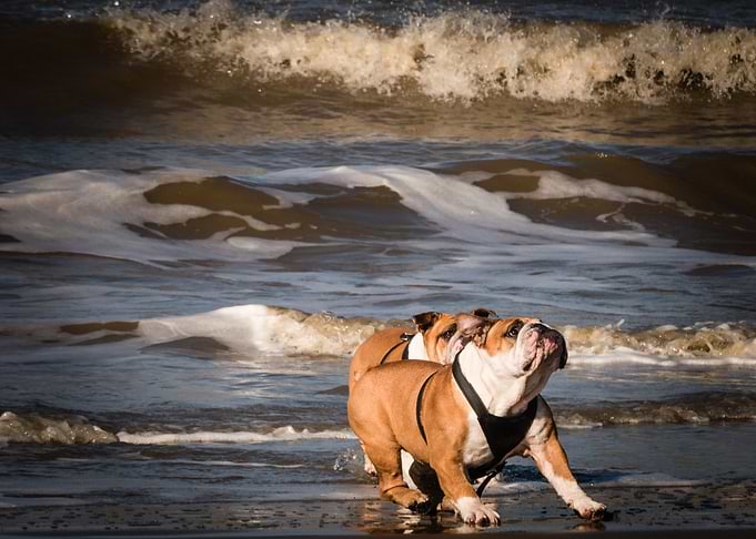cute dog sea