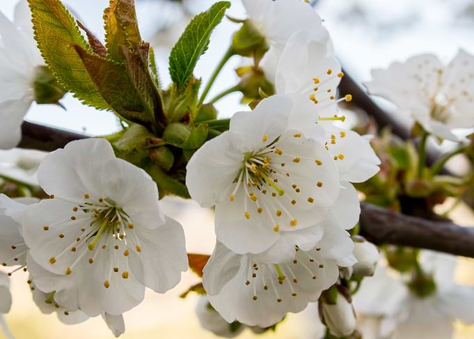 Flowering of apricot tree