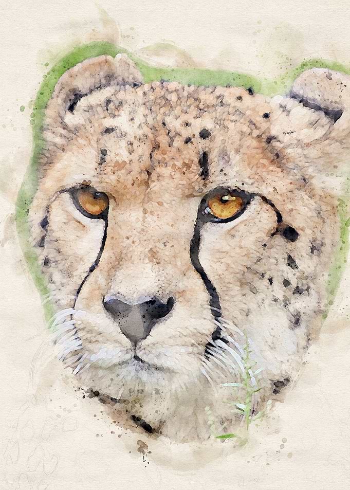 Cheetah