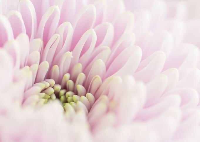 Pink flower