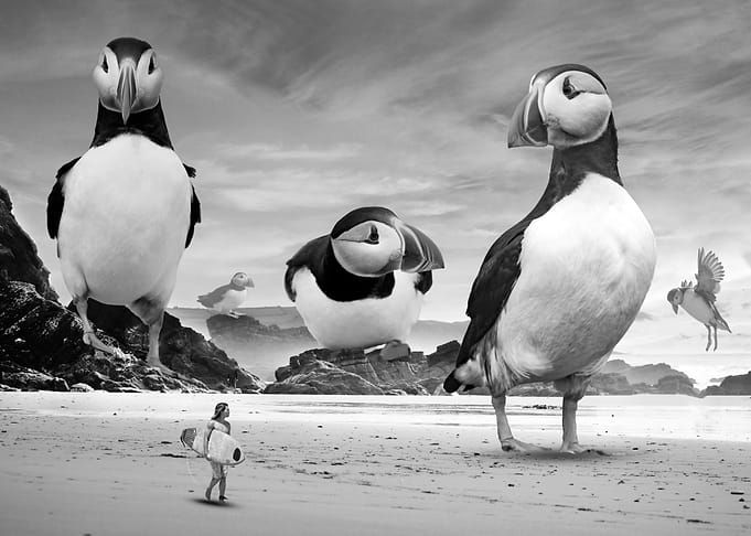 Puffins Point