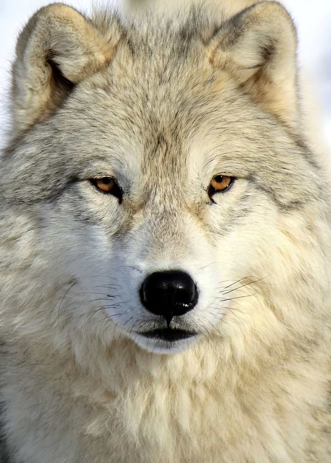 Timber wolf intensity