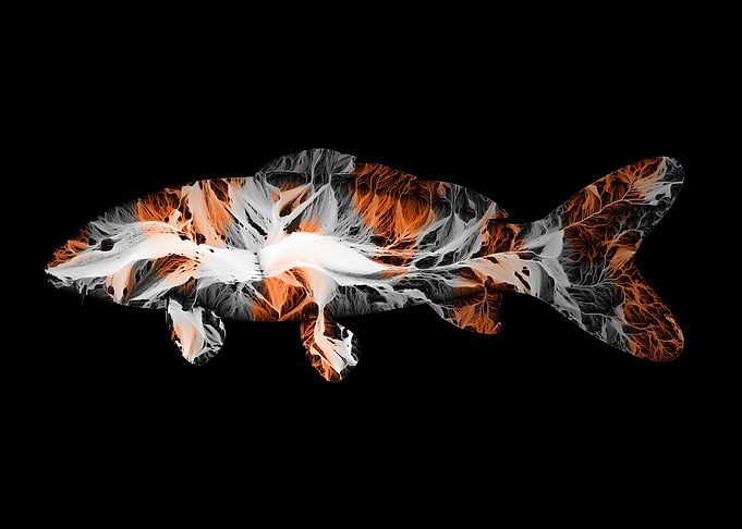 Koi Fish