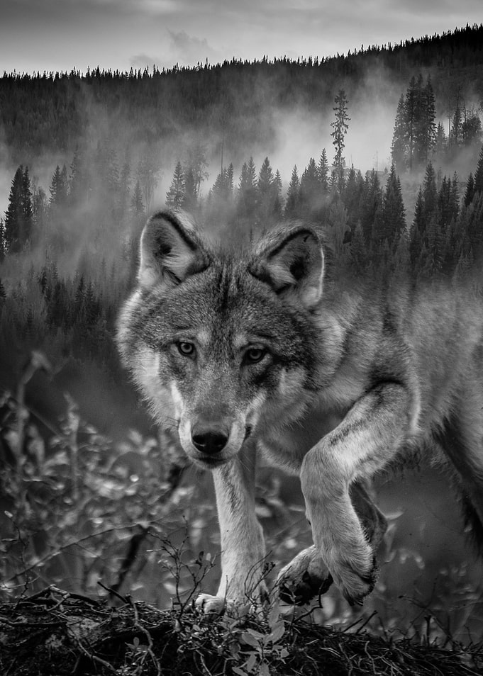Nordic wolf
