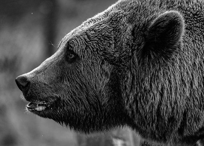 Brown bear
