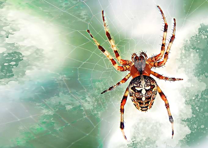 Garden spider