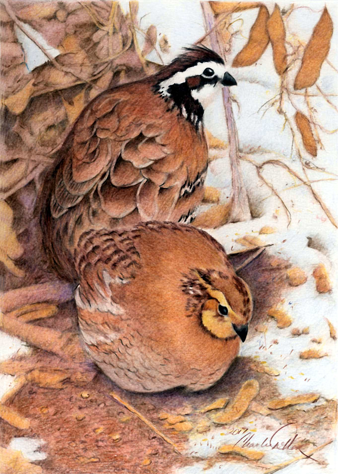 Bobwhite Quail