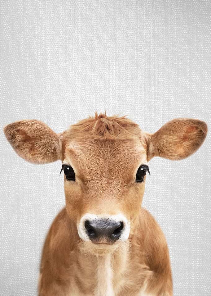 Calf Colorful